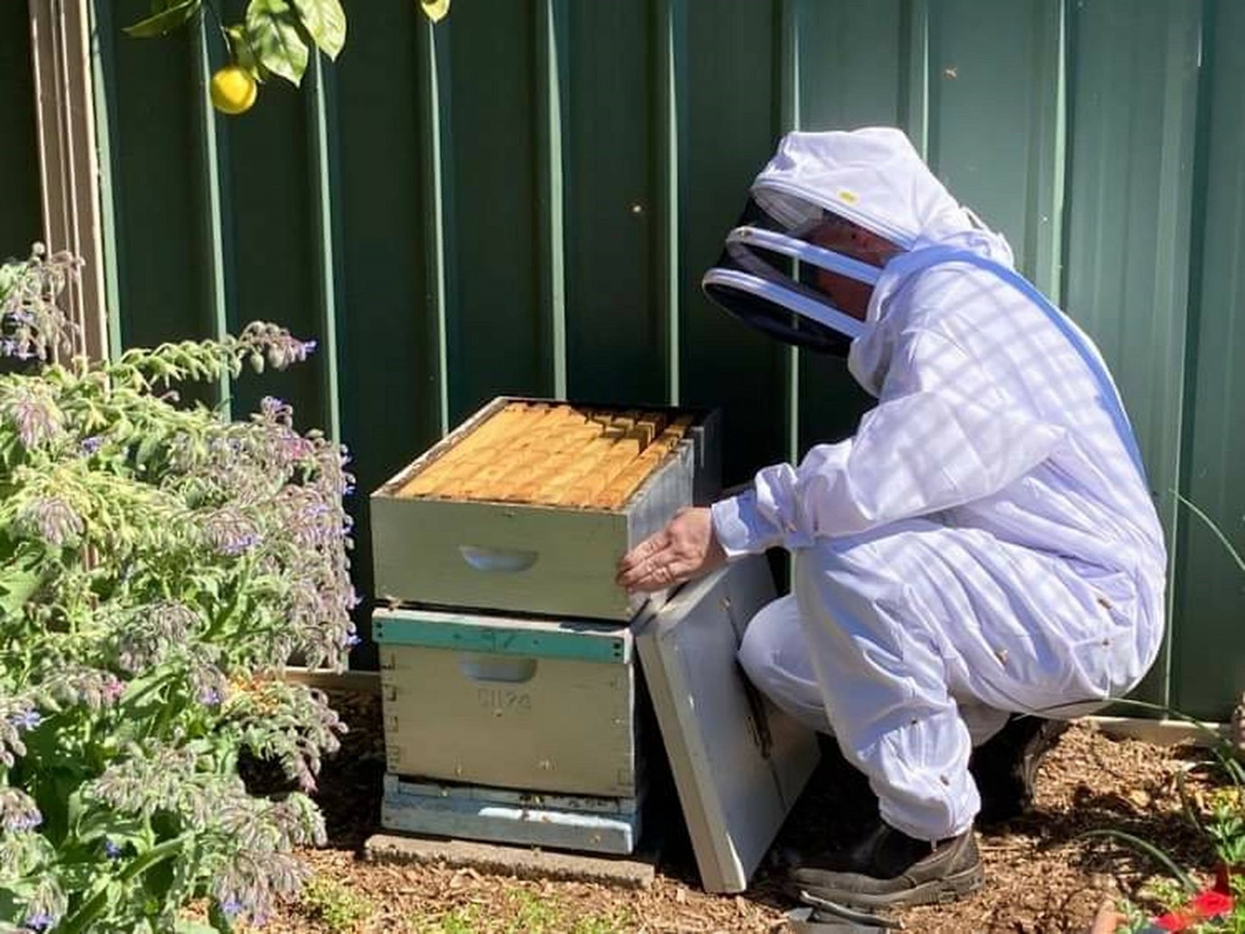 Beekeeper in suit managing hive