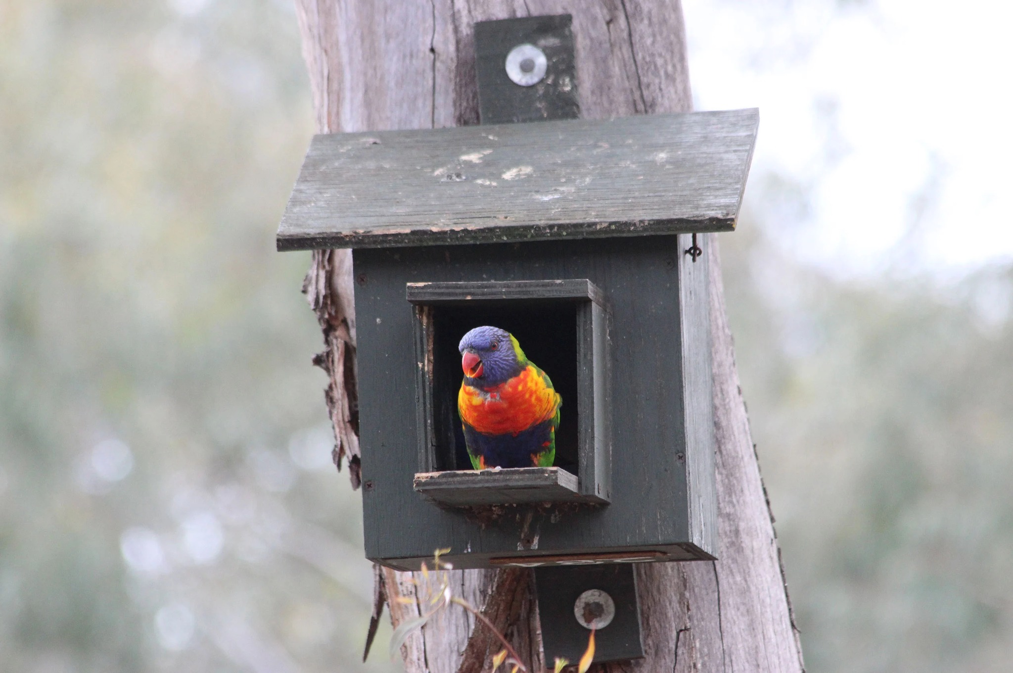 Bird Box