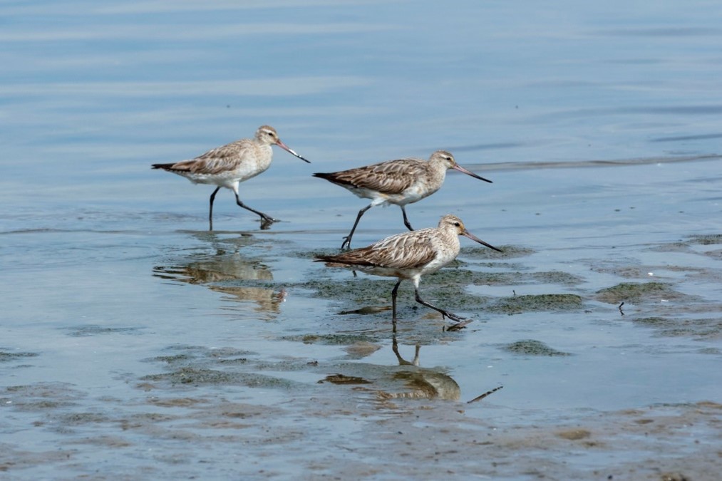 Shorebirds