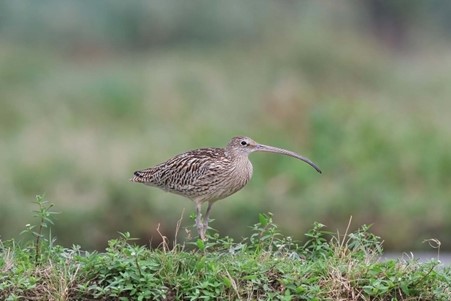 Far-Eastern Curlew