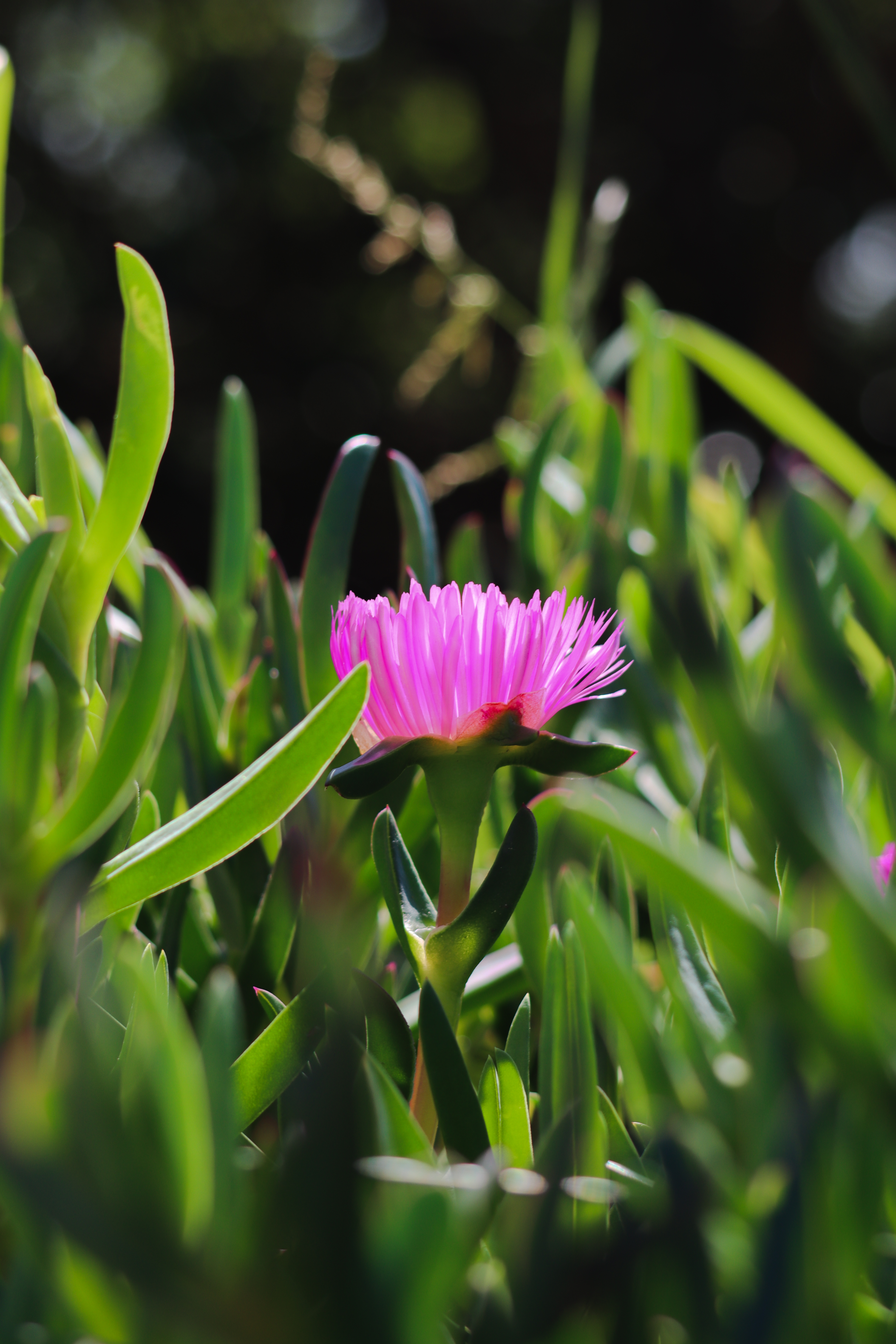 The Lone Bloom